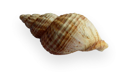 Scoica Plaja Tuzla